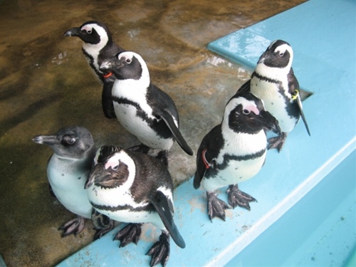 ケープペンギン