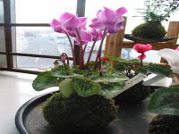 kokedama121