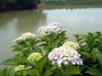urayamaikedaike31