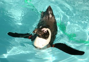 pengin04