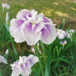 花菖蒲
