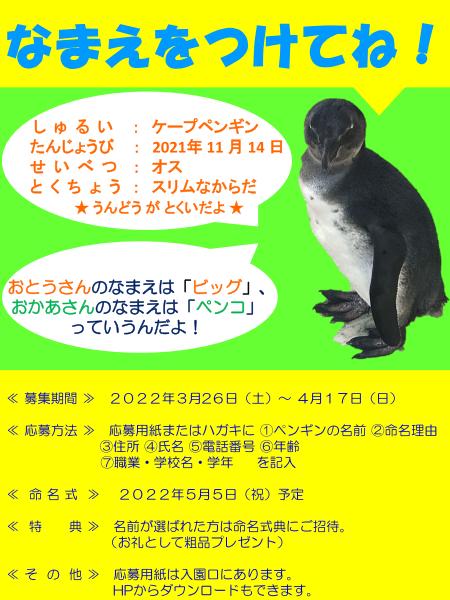 名前募集について